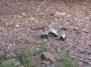 skunks.jpg