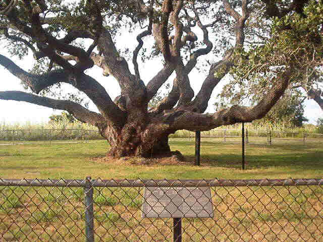 bigtree3.jpg